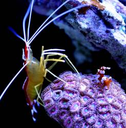 Affordable Maintenance for your Saltwater Tank